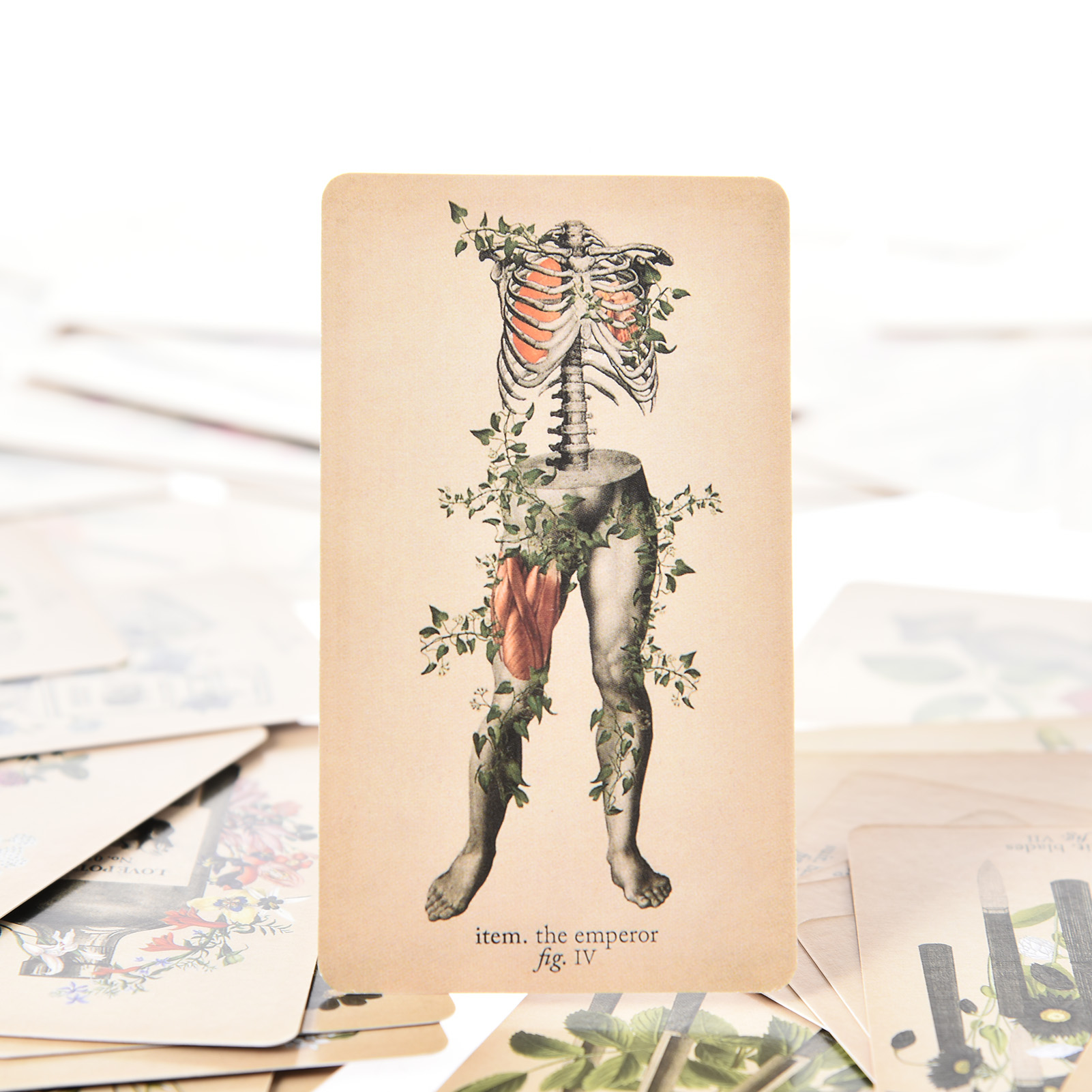 The Antique Anatomy Tarot Card - đánh giá và giá Tarot Deck With Guidebook